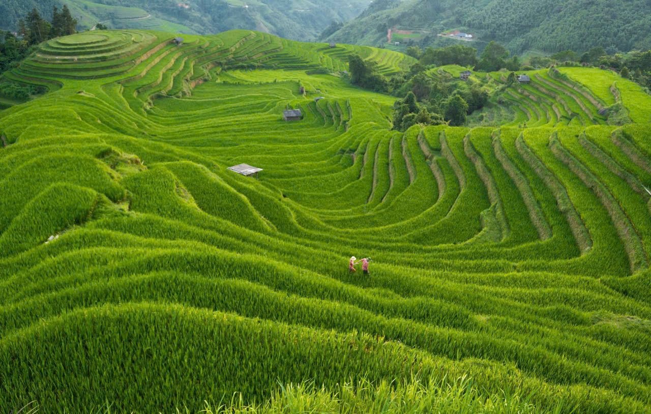 Rice Fields Trek