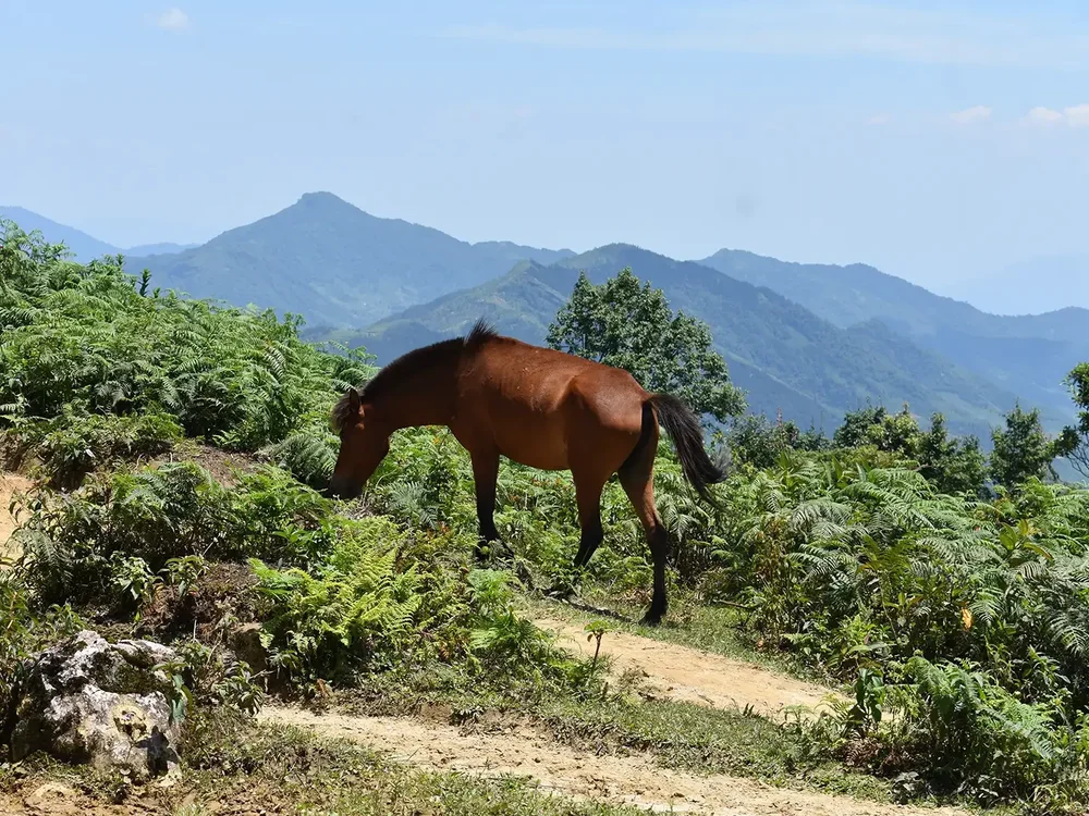 Y Linh Ho - Lao Chai - Ta Van - Giang Ta Chai Trek - Image 8